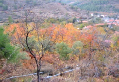 Tsakistra, Nicosia Other For Sale | C4417