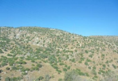 Nata, Paphos Agricultural Land For Sale | C5591