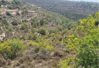 Agios Therapon Agricultural Land For Sale | C11662