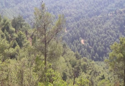 Kampia, Nicosia Agricultural Land For Sale | C11796