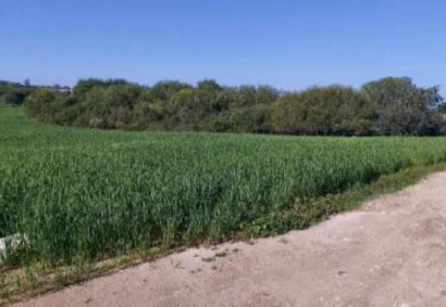 Paralimni, Famagusta Agricultural Land For Sale | C11931