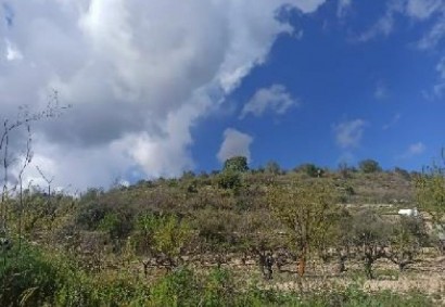 Koili, Paphos Agricultural Land For Sale | C12454