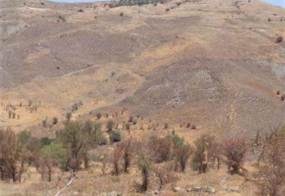 Koilineia, Paphos Agricultural Land For Sale | C12510