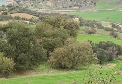 Simou, Paphos Agricultural Land For Sale | C12798