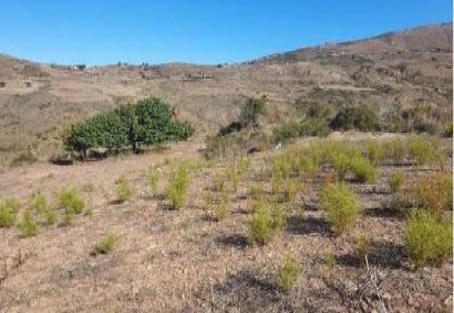 Ineia, Paphos Agricultural Land For Sale | C12822