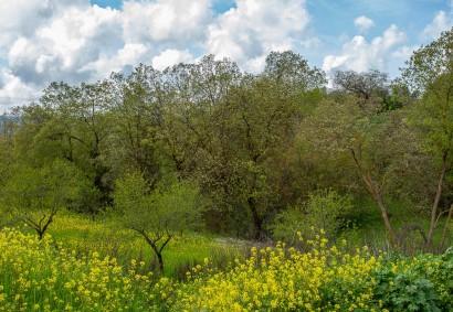 Drymou, Paphos Agricultural Land For Sale | C12916