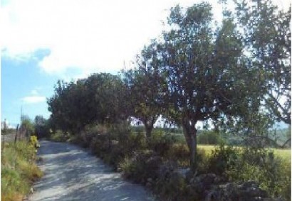 Thrinia, Paphos Agricultural Land For Sale | C12979