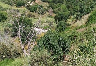 Theletra, Paphos Agricultural Land For Sale | C12997