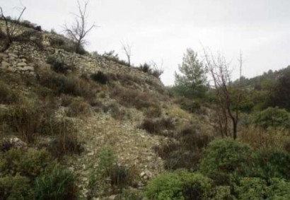 Arminou, Paphos Agricultural Land For Sale | C13028