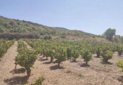 Omodos, Limassol Agricultural Land For Sale | C13042