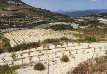 Omodos, Limassol Agricultural Land For Sale | C13060