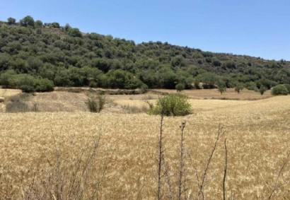 Drymou, Paphos Agricultural Land For Sale | C13346