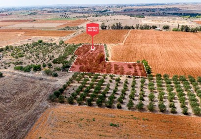 Avgorou, Famagusta Agricultural Land For Sale | C13442